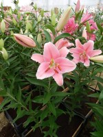 [4221 Orsago No01.JPG]